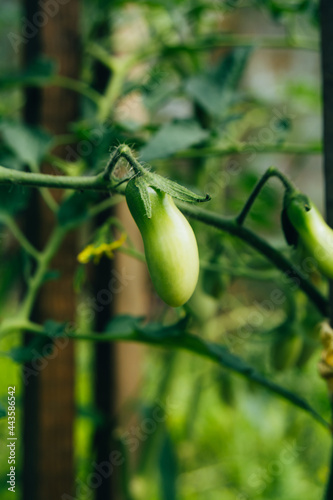 Green healthy tomatoes grow on a branch