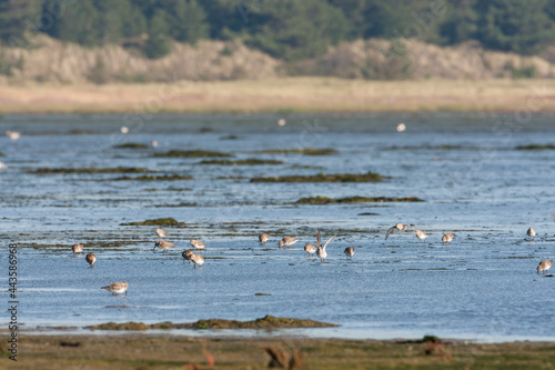 Bonte Strandloper, Dunlin, Calidris alpina photo