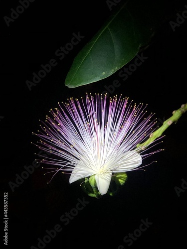 Barringtonia racemosa photo