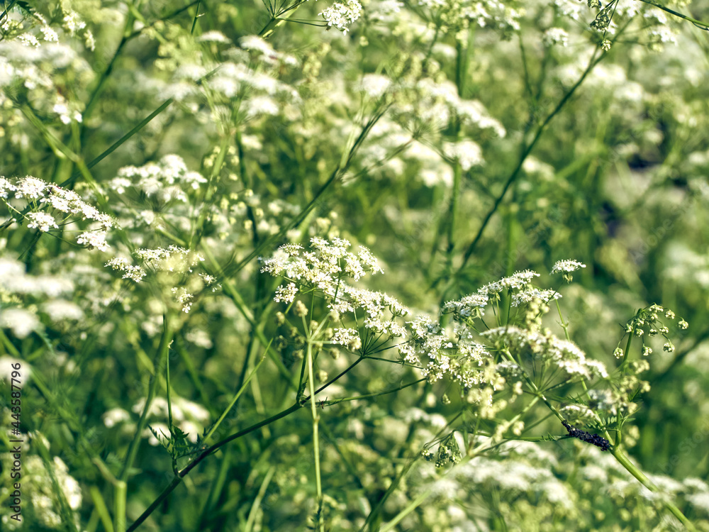 Small white flowers on a green background close-up. Small white flowers on a green background close-up.
