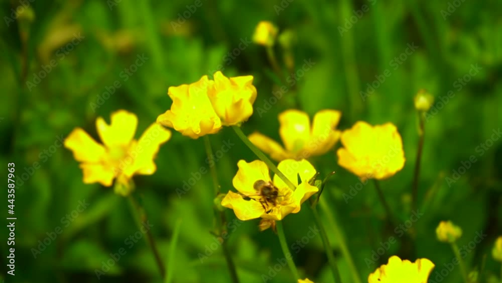 Green meadow with blooming yellow flowers and bee taking nectar, in slow motion Green meadow with blooming yellow flowers and bee taking nectar, in slow motion