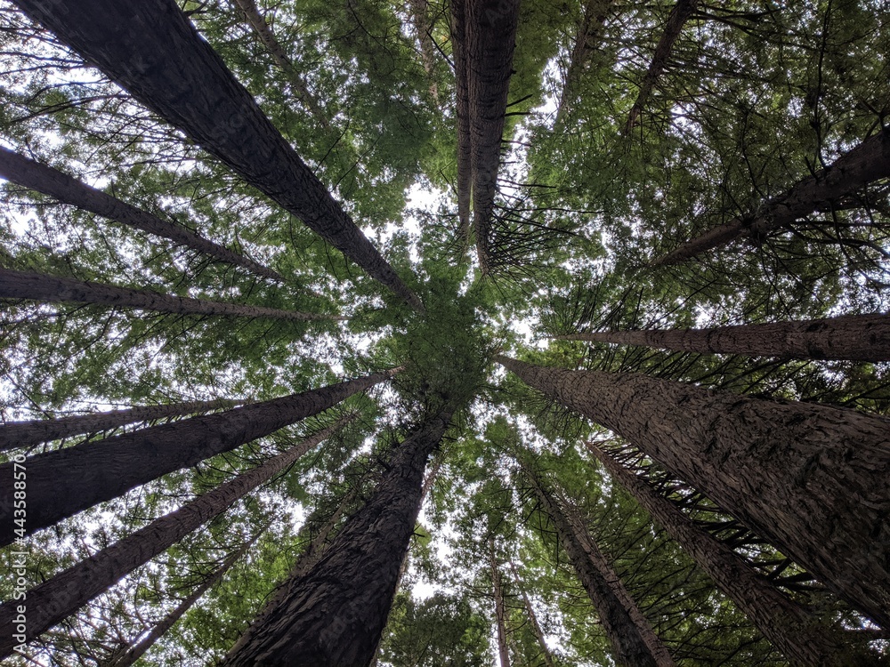 Fototapeta premium trees in the woods