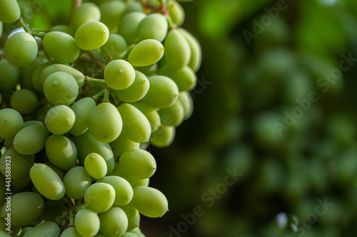 
Unripe green grapes in the vineyard. Green grapes, sweet taste, grown naturally. Green grapes on the vine in the garden