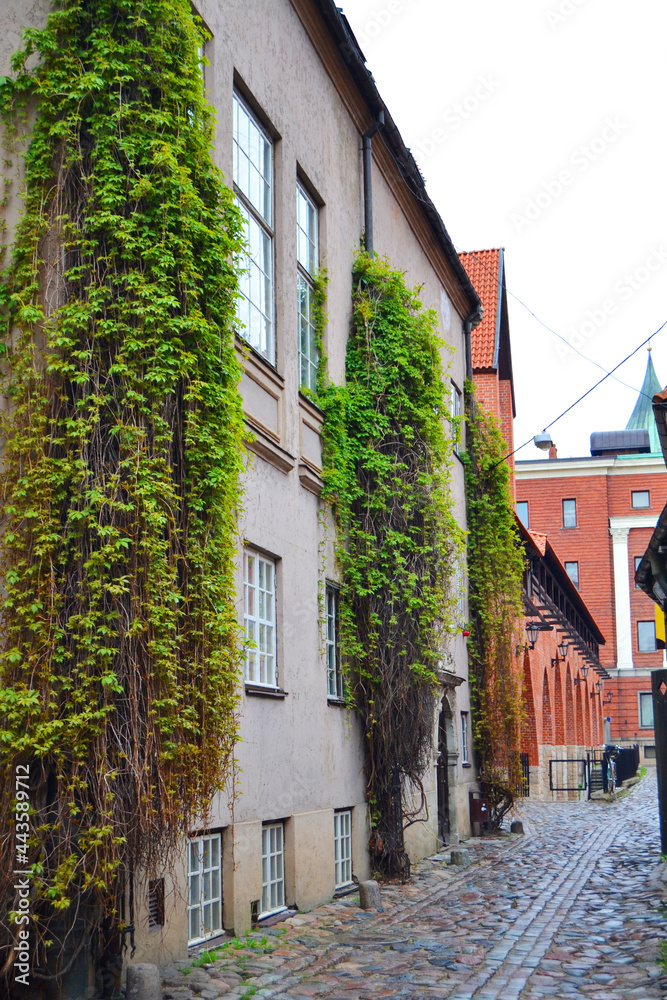 Street of an old European city with cobblestones and ivy-covered buildings