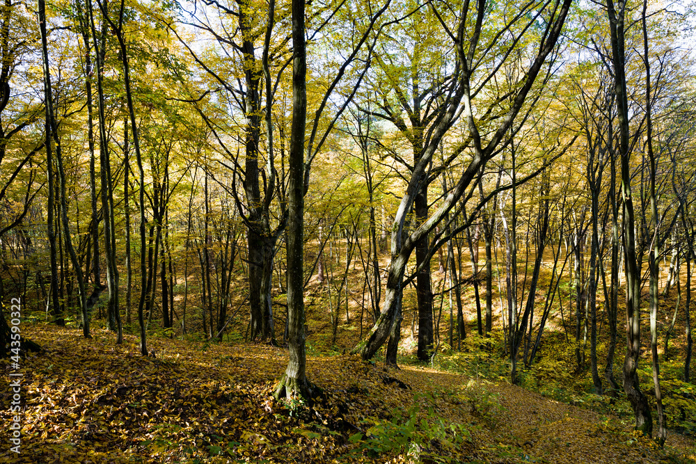 Obraz premium forest growing on hilly terrain