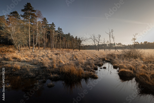 A chilly morning just after sunrise in the Hawkhill Enclosure of the New Forest.  photo