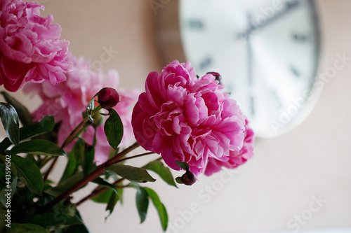 Pioni pink, blooming pioni flowers, wall clock  in the interior of the house
