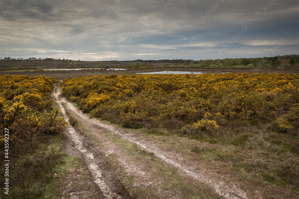 A view of flowering gorse with two small lakes in the distance with off road track in the foreground leading into the scene of The New Forest, Hampshire, UK.