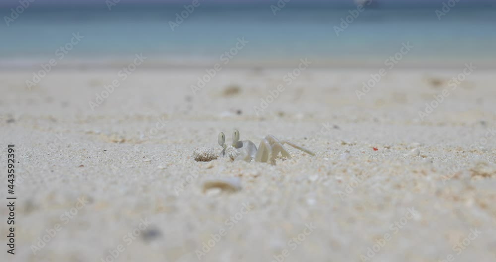 The amazing life of the sand crab. An arthropod drips shelter in the sand cautiously examining everything to the sides The amazing life of the sand crab. An arthropod drips shelter in the sand cautiously examining everything to the sides