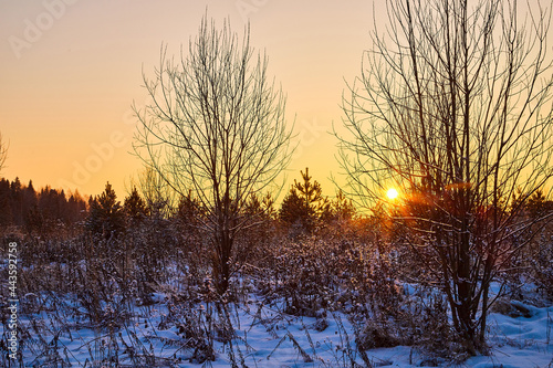 Trees during sunset in winter evening. Snow covered spruce branches in the rays of the evening winter sun © keleny