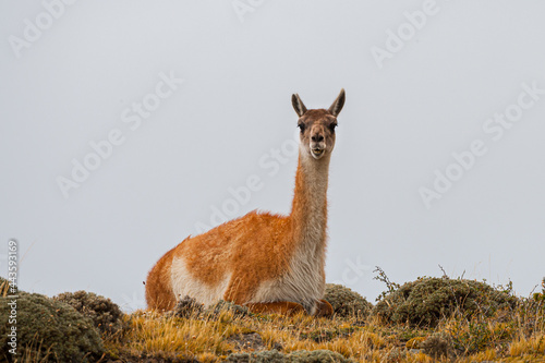 Wild Guanaco (Lama guanicoe) resting on a ridge against light sky in the foothills of the Andes in Torres del Paine National Park, Patagonia, Chile