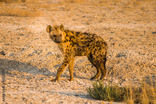 Spotted hyena (Crocuta crocuta) in warm early morning light