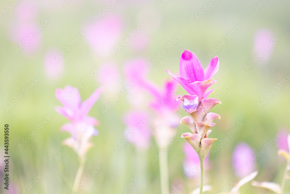 Beautiful pink Siam Tulip with fog   in rainy season forest