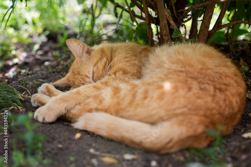 Happy sleeping cat under the shadow of a bush in the garden. © sergeyyrev