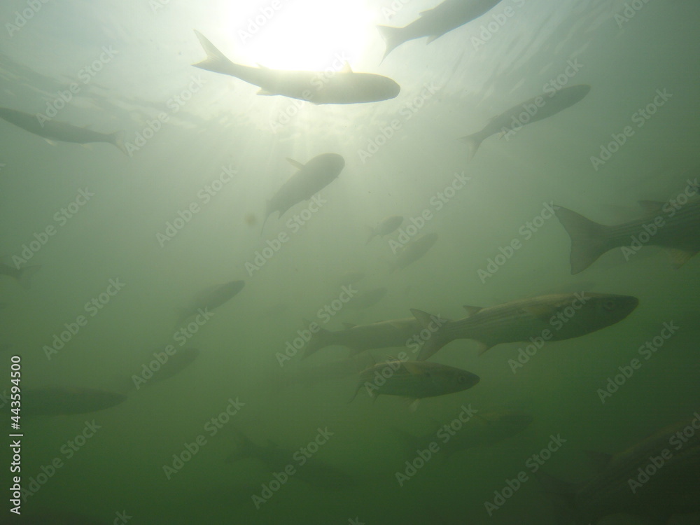 groups of varied river fish groups of varied river fish