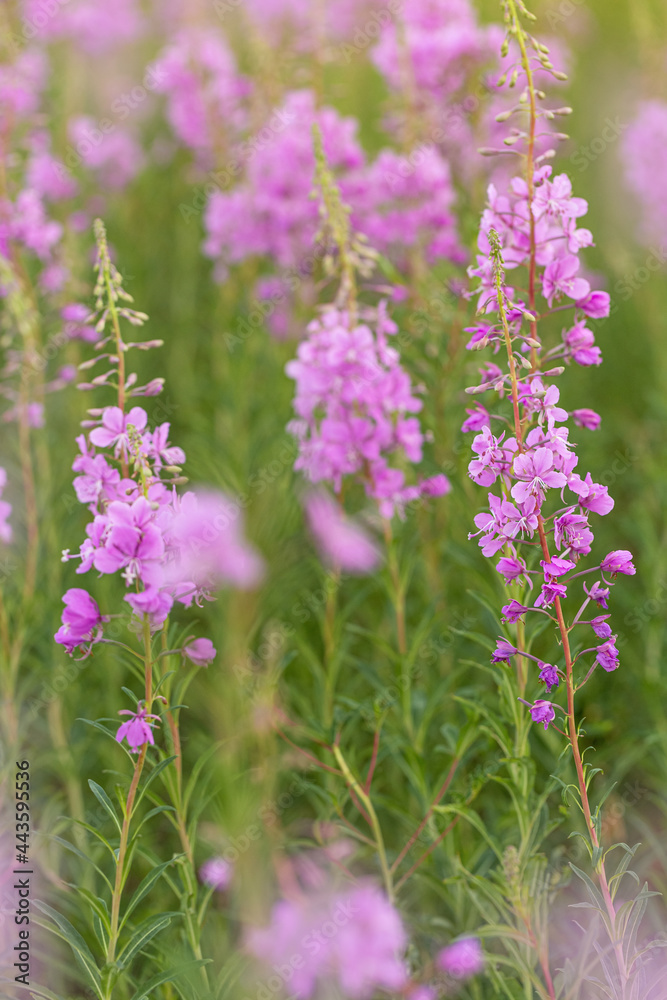 Flowers fireweed or Ivan-tea growing on meadow with sunlight. Delicious and healthy natural herbs in nature