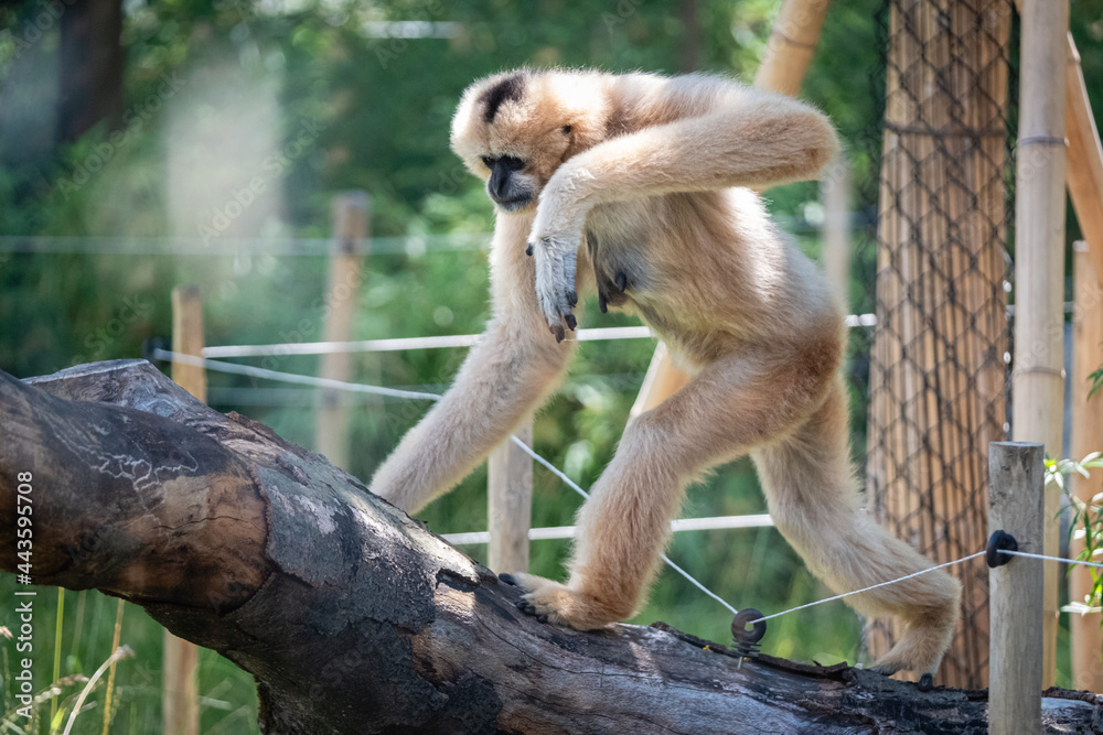 Naklejka premium Gibbon