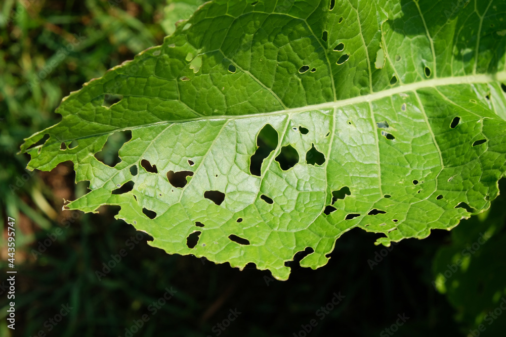 Cabbage damaged by insects pests closeup. Head and leaves of cabbage