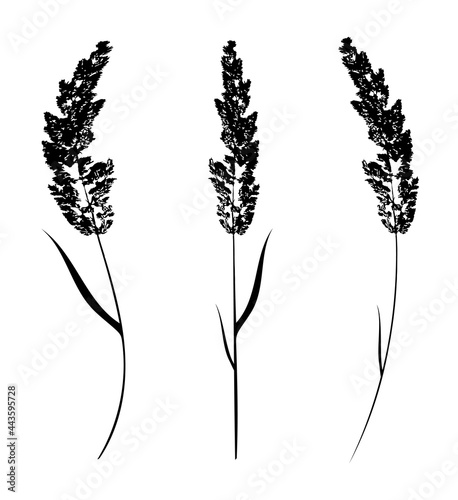 Black cereal grass silhouettes isolated on white. Autumn fallen field grass leaves. Stencil vector