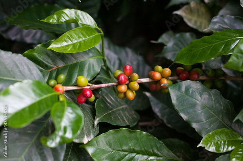 Coffee beans on a branch at coffee tree plantation. Fresh green and red juicy berries of coffee at organic farm in Colombia. Photography of ripening process of coffee beans. photo