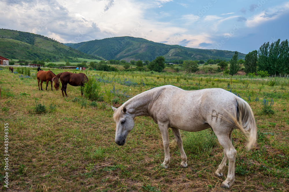 Obraz premium horses in the mountains