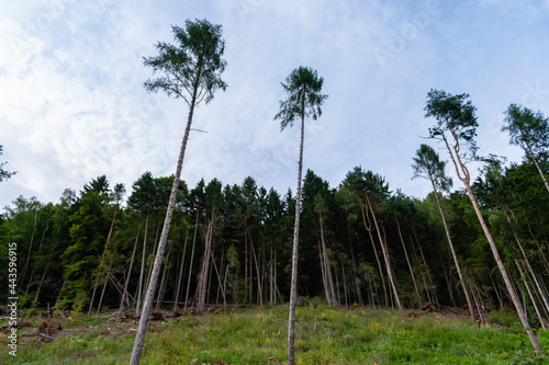 Trees in the Austrian Alps near Drobollach, Carinthia, Austria photo