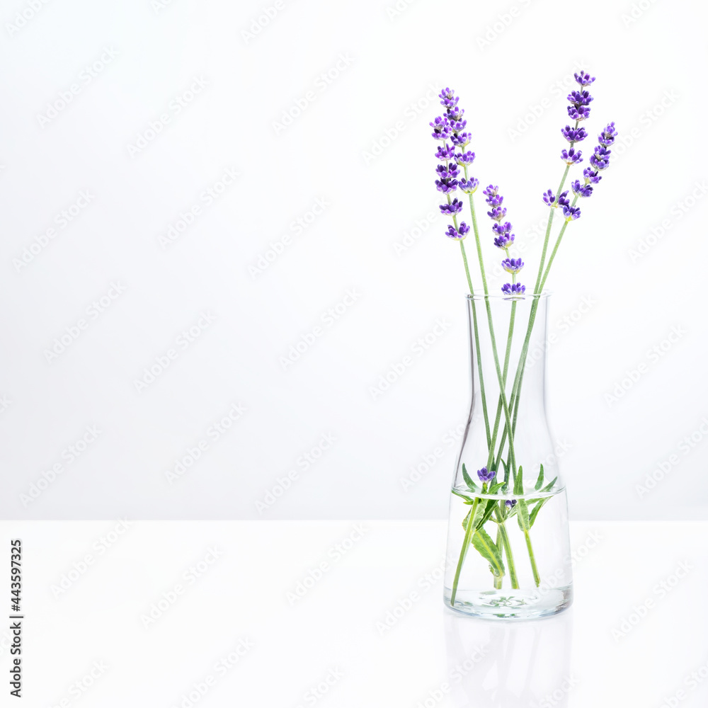 Bunch of purple lavender flowers in test glass on white background. Aromatherapy and essential oil, herbal natural cosmetics, alternative medicine and phytotherapy concept