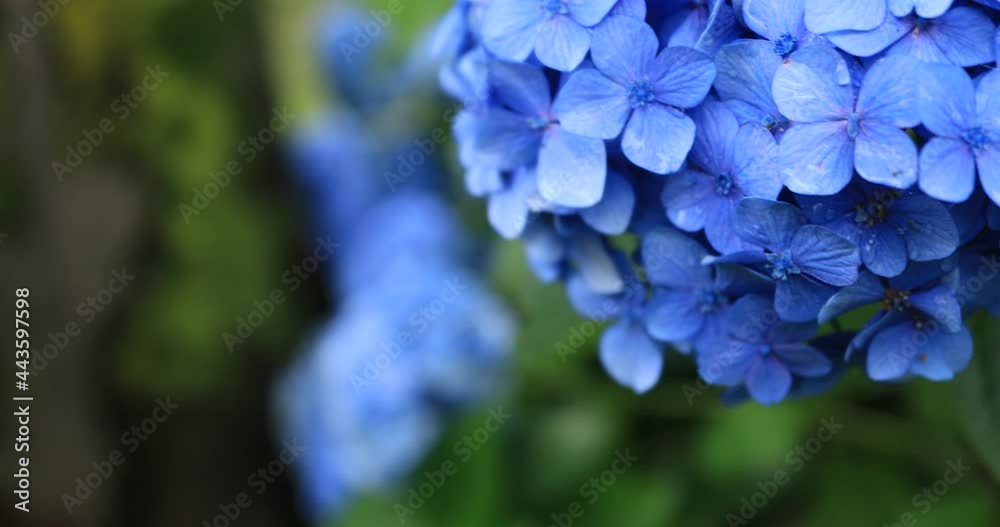Hydrangea flower at the garden in Japan rainy day closeup handheld Hydrangea flower at the garden in Japan rainy day closeup handheld