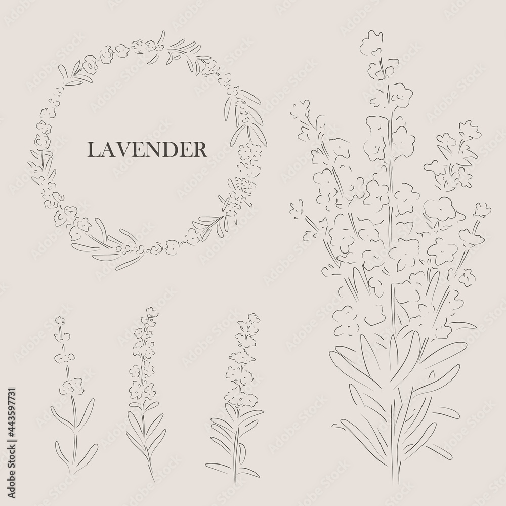 Plakat Ręcznie rysowane kwiatu lawendy, ilustracji wektorowych
