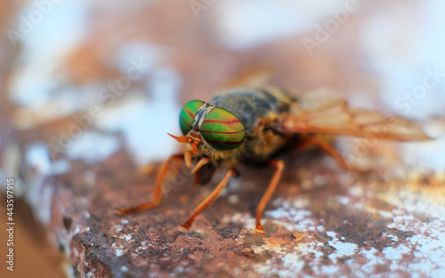 Horsefly or Gadfly or Horse Fly Diptera Insect Macro