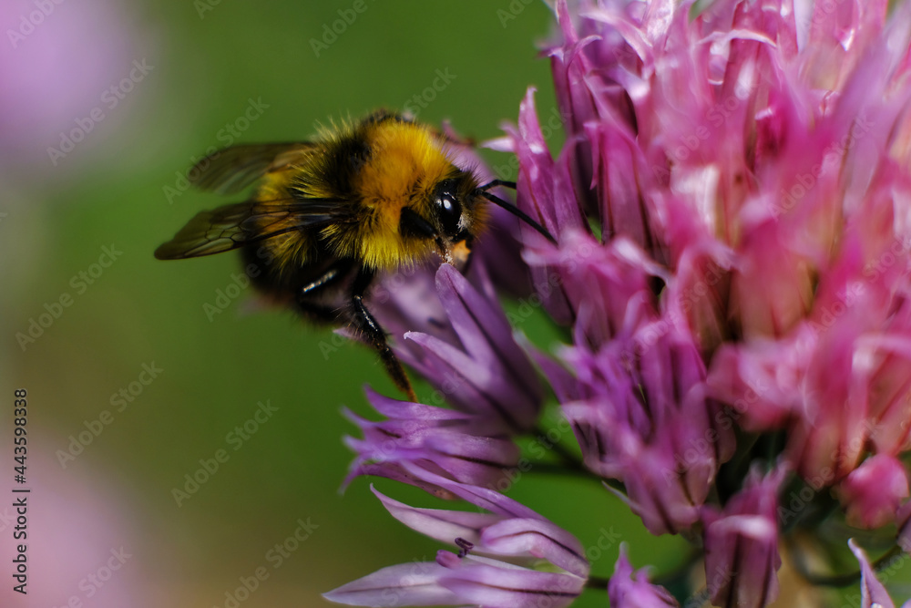 A macro shot of a bumblebee collecting pollen from a butterfly bush. A macro shot of a bumblebee collecting pollen from a butterfly bush.