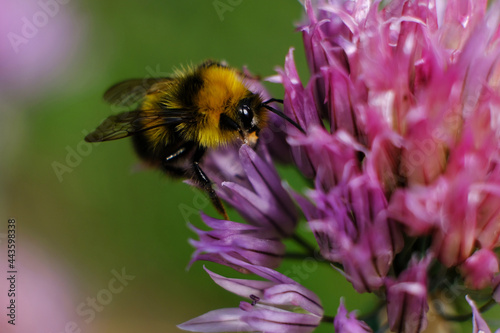 A macro shot of a bumblebee collecting pollen from a butterfly bush.