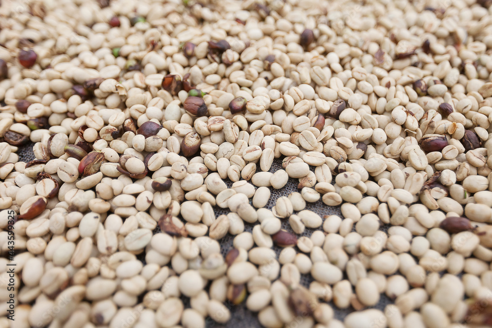 Drying white raw coffee beans on a grid. Fresh coffe beans at farm in Colombia. Ripening coffee beans background