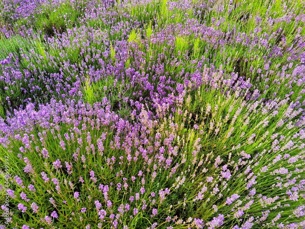 Obraz premium Field of lavender, lavandula angustifolia, background.