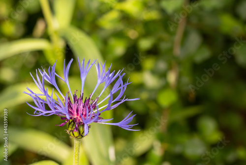 Mountain Cornflower flower on the floral blurry background with space for text. Centaurea montana.