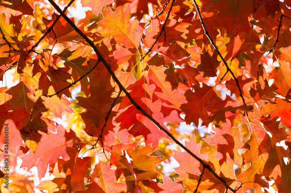 beautiful reddening oak foliage beautiful reddening oak foliage