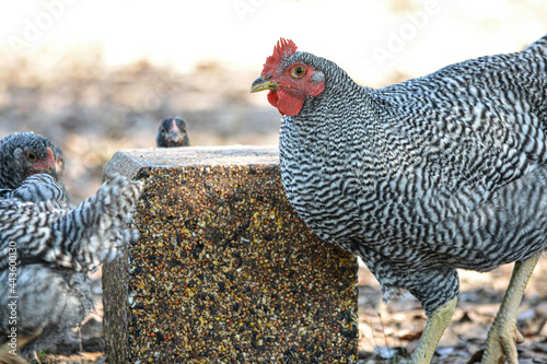 Photos Plymouth Rock chickens around a pecking block