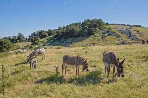 Fototapeta Naklejka Na Ścianę i Meble -  ânes sur le mont Ventoux