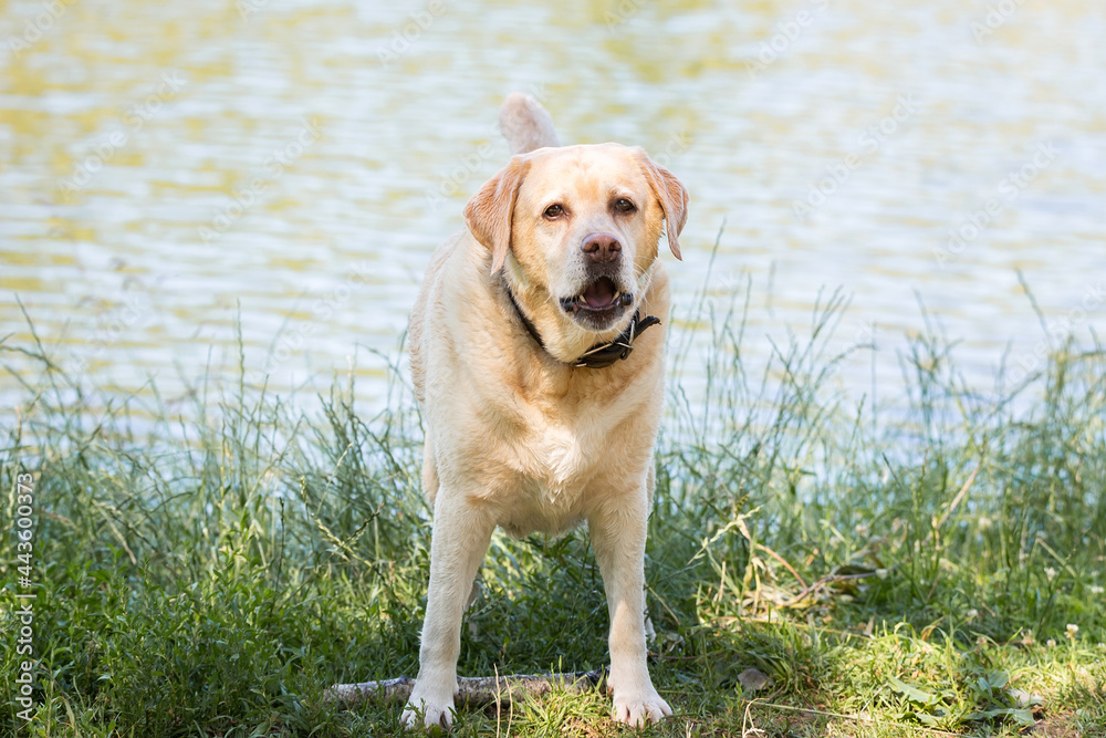 labrador retriever dog on the nature labrador retriever dog on the nature