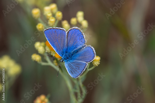 Polyommatus thersites sit on the flower and grass, summer and spring scene. 
Chapman's blue butterfly photo