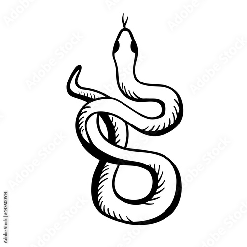 Wallpaper Mural Snake is wrigging. Black white vector illustration in hand drawn style. The classic image of the snake is isolated on a white background. Torontodigital.ca