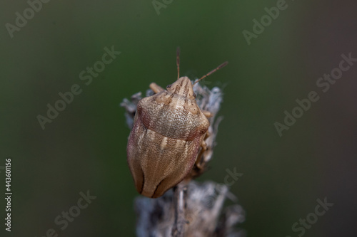 Aelia acuminata щк Bishop's Mitre 
 photo