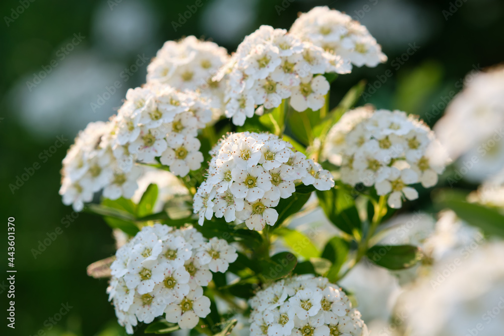Blossoming white Spirea. Spiraea nipponica. Blossoming white Spirea. Spiraea nipponica.