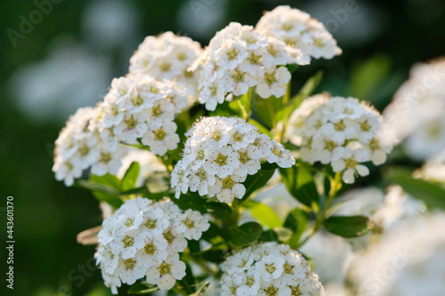 Blossoming white Spirea. Spiraea nipponica. photo