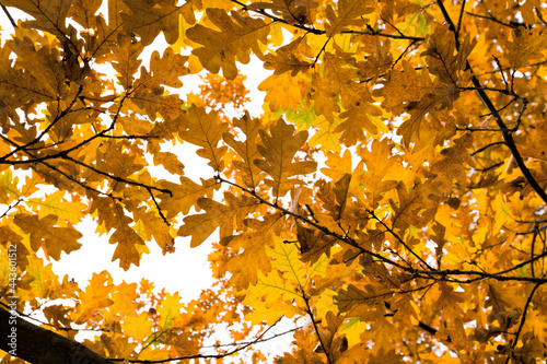 trees and yellowed leaves territory