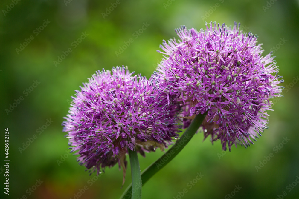 purple allium flowers with water drops growing in a garden purple allium flowers with water drops growing in a garden
