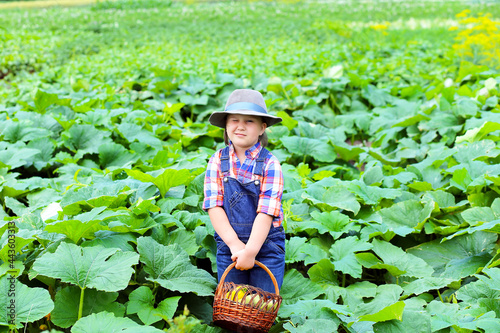 Little farmer - happy cute child girl boy in a plaid shirt, denim overalls and a hat stands among a field of zucchini and tikv with a basket during the harvest. Organic farming concept, no herbicides photo