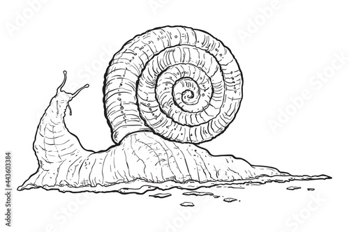 Snail. Isolated on white background. Hand drawn vector illustration