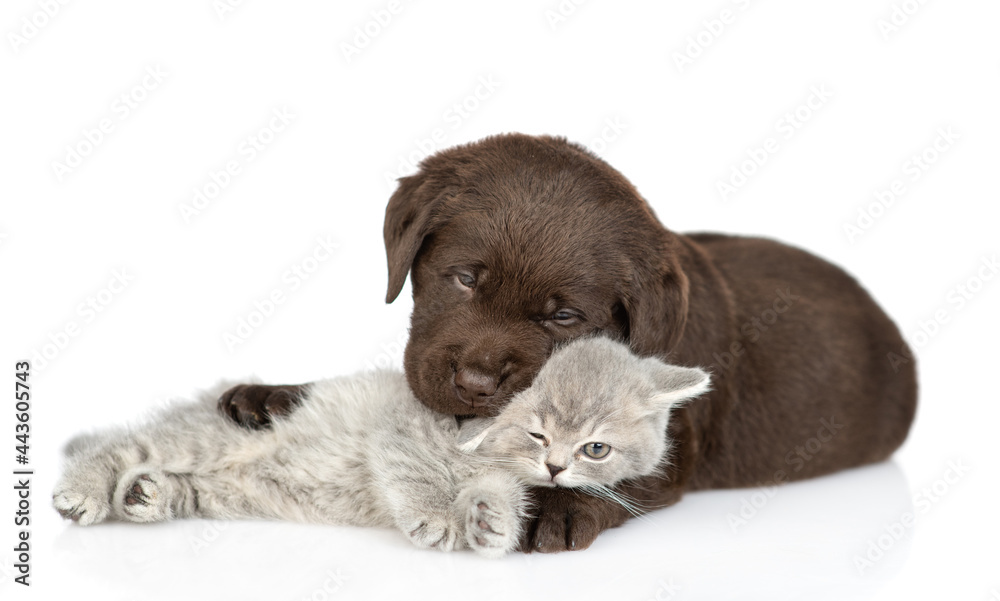 Obraz premium Kindly Chocolate Labrador Retriever puppy embraces sleepy kitten. isolated on white background