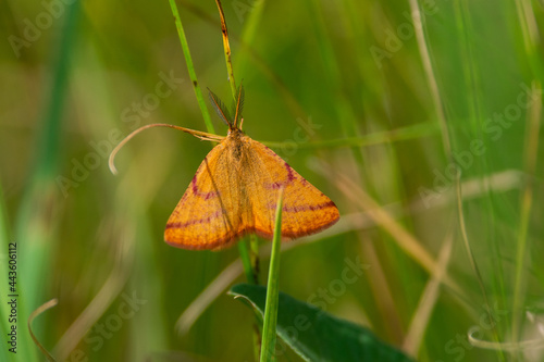 Lythria purpuraria sit on grass
purple-barred yellow buttefly in nature
 photo